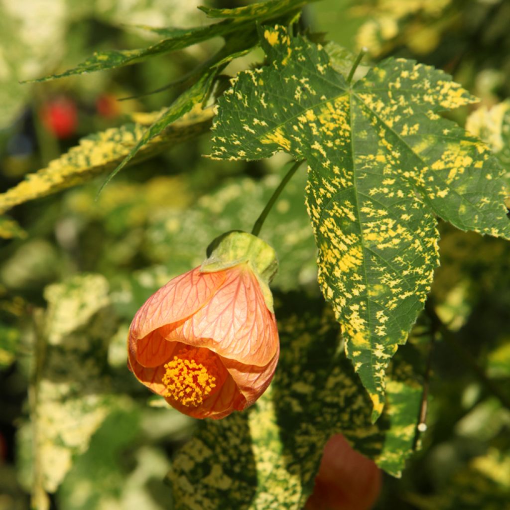 Abutilon pictum Thompsonii - Chinese lantaarn
