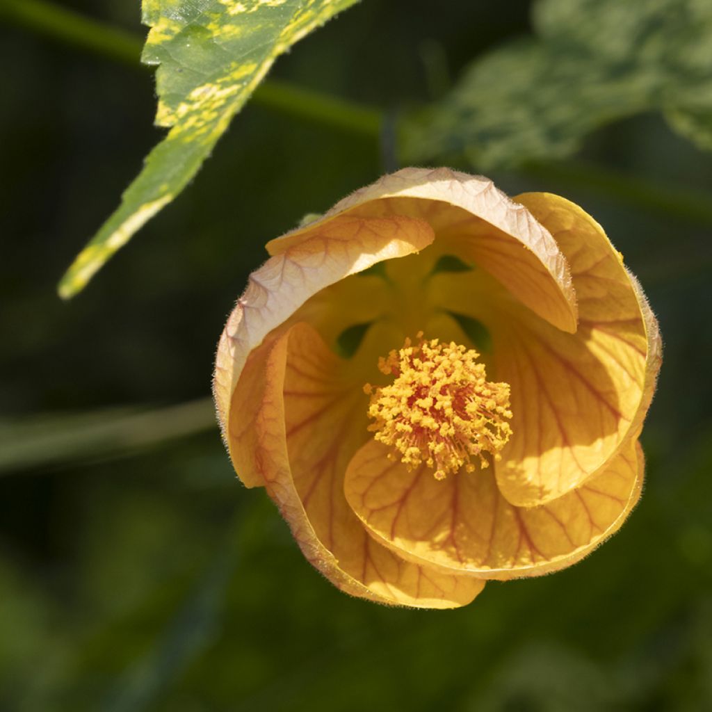 Abutilon pictum Thompsonii - Chinese lantaarn