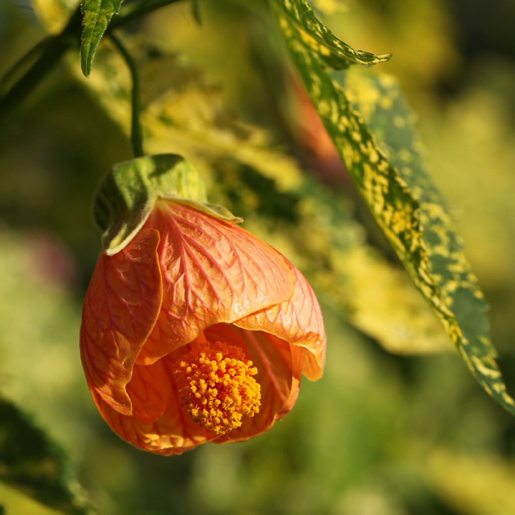 Abutilon pictum Thompsonii - Chinese lantaarn