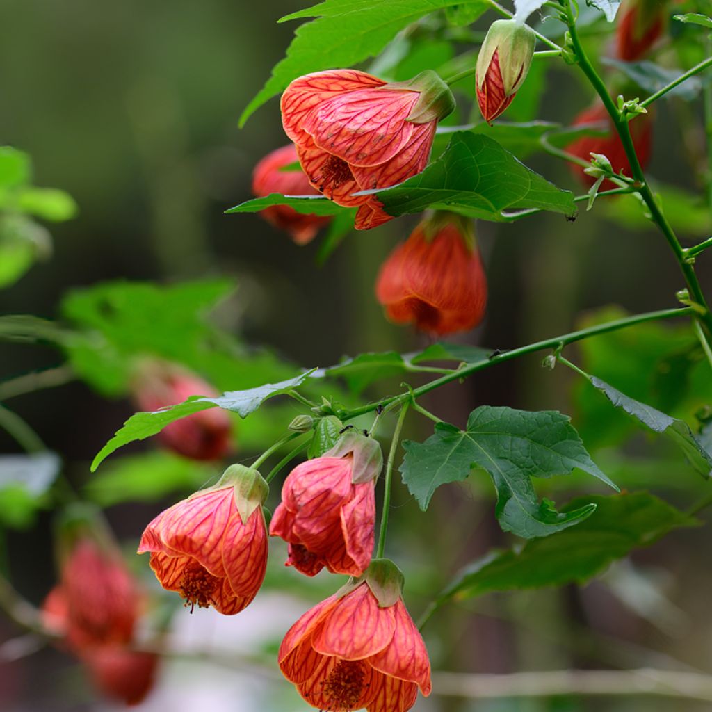 Abutilon striatum Redvein - Chinese lantaarn
