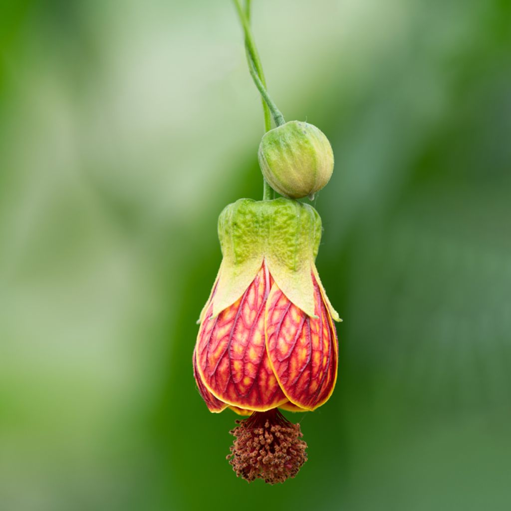 Abutilon striatum Redvein - Chinese lantaarn