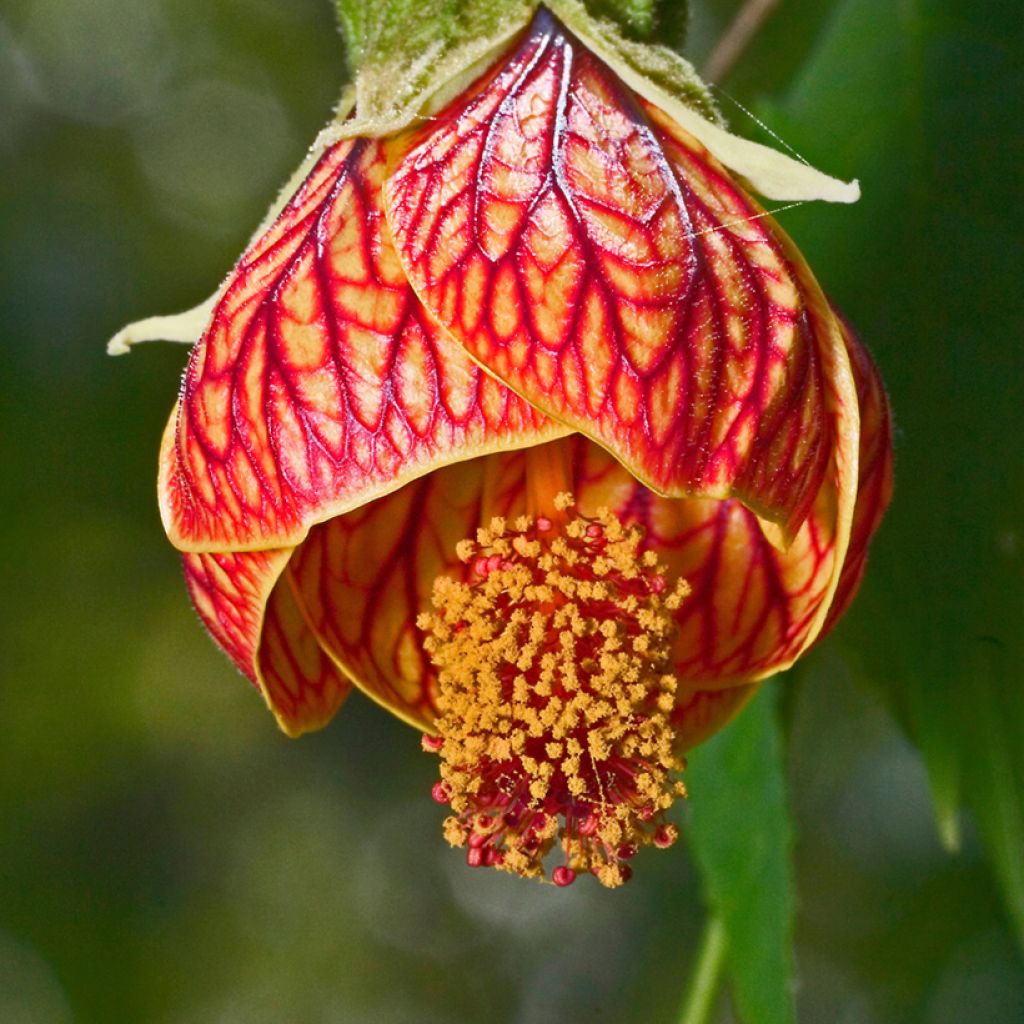 Abutilon striatum Redvein - Chinese lantaarn