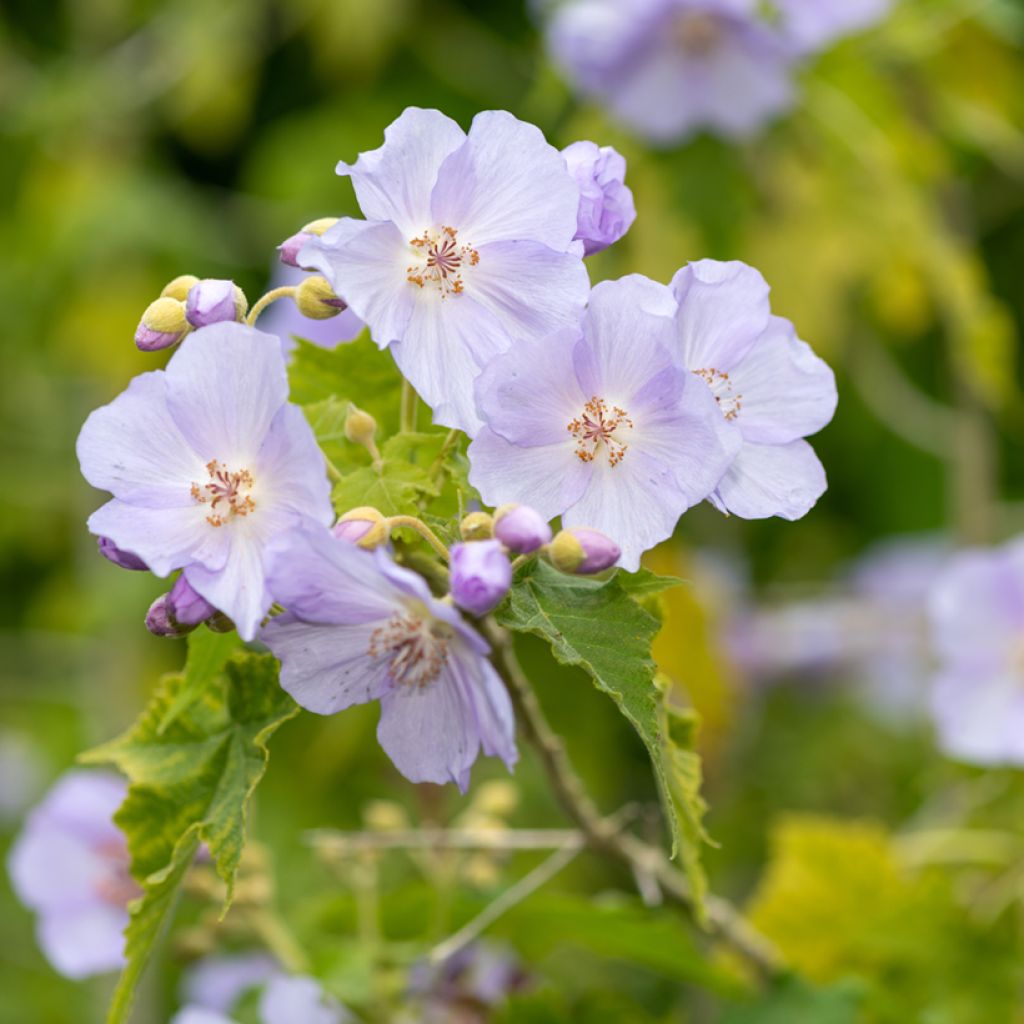Abutilon vitifolium - Chinese lantaarn