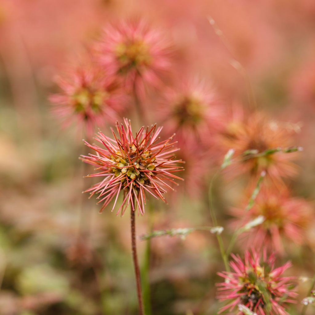 Acaena microphylla Kupferteppich - Stekelnootje