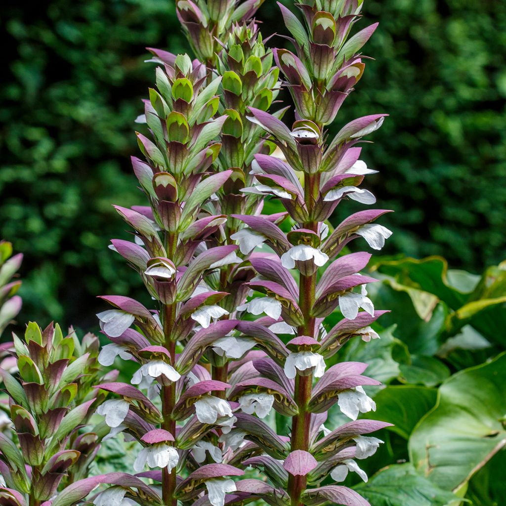 Acanthus spinosus - Doornige berenklauw