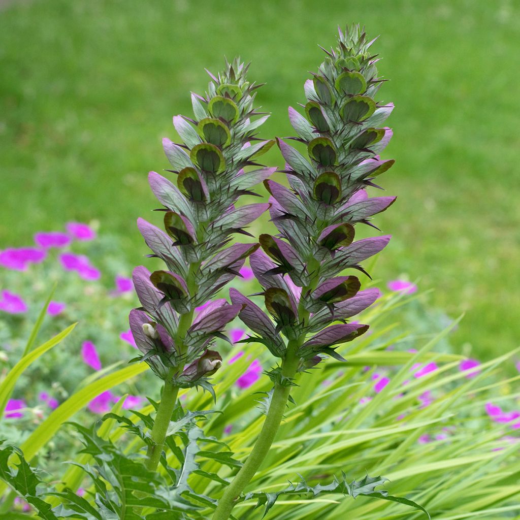 Acanthus spinosus - Doornige berenklauw