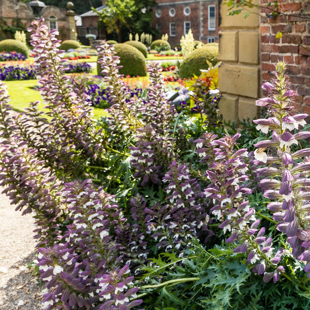 Acanthus spinosus - Doornige berenklauw