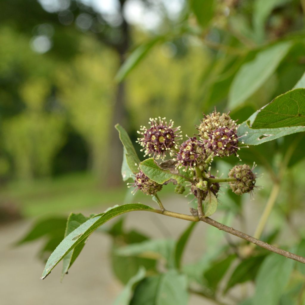 Acanthopanax henryi - Siberische ginseng