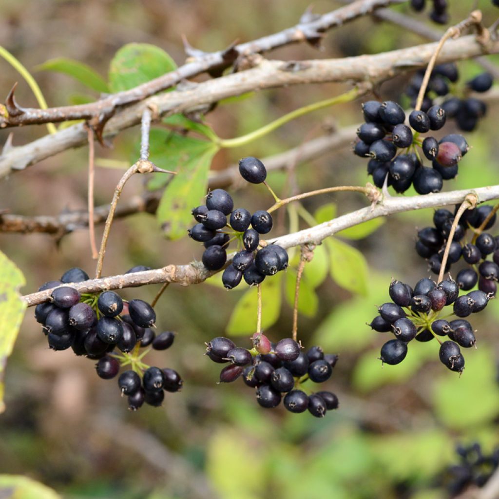 Acanthopanax henryi - Siberische ginseng