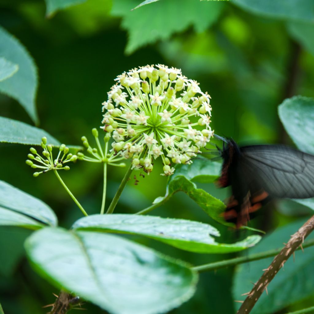 Acanthopanax henryi Nana - Siberische ginseng