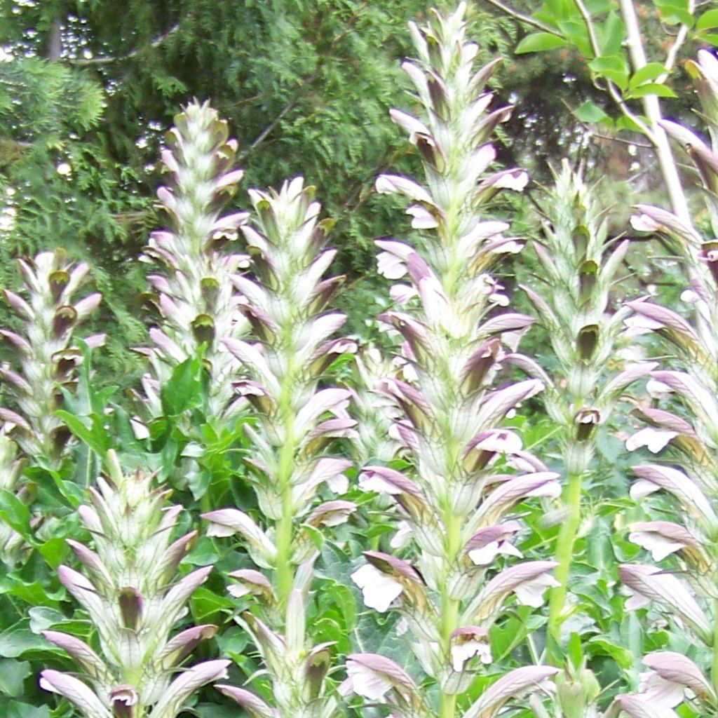 Acanthus hungaricus White Lips - Hongaarse berenklauw