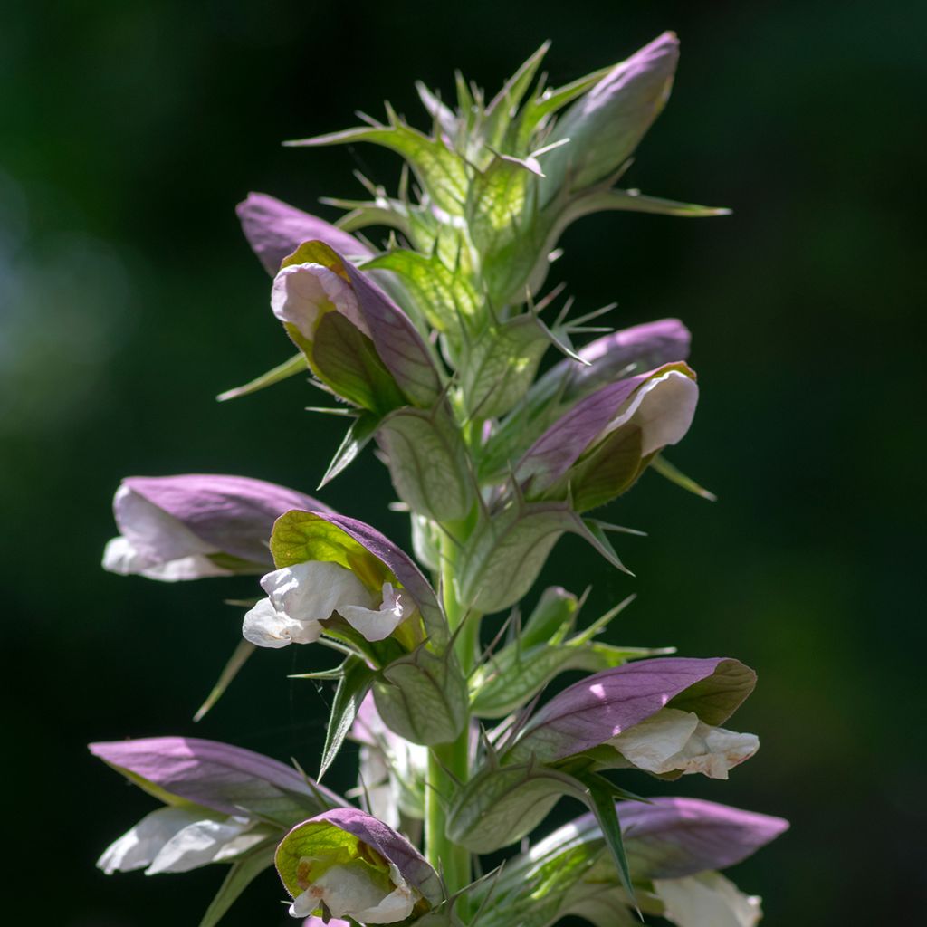 Acanthus hungaricus White Lips - Hongaarse berenklauw