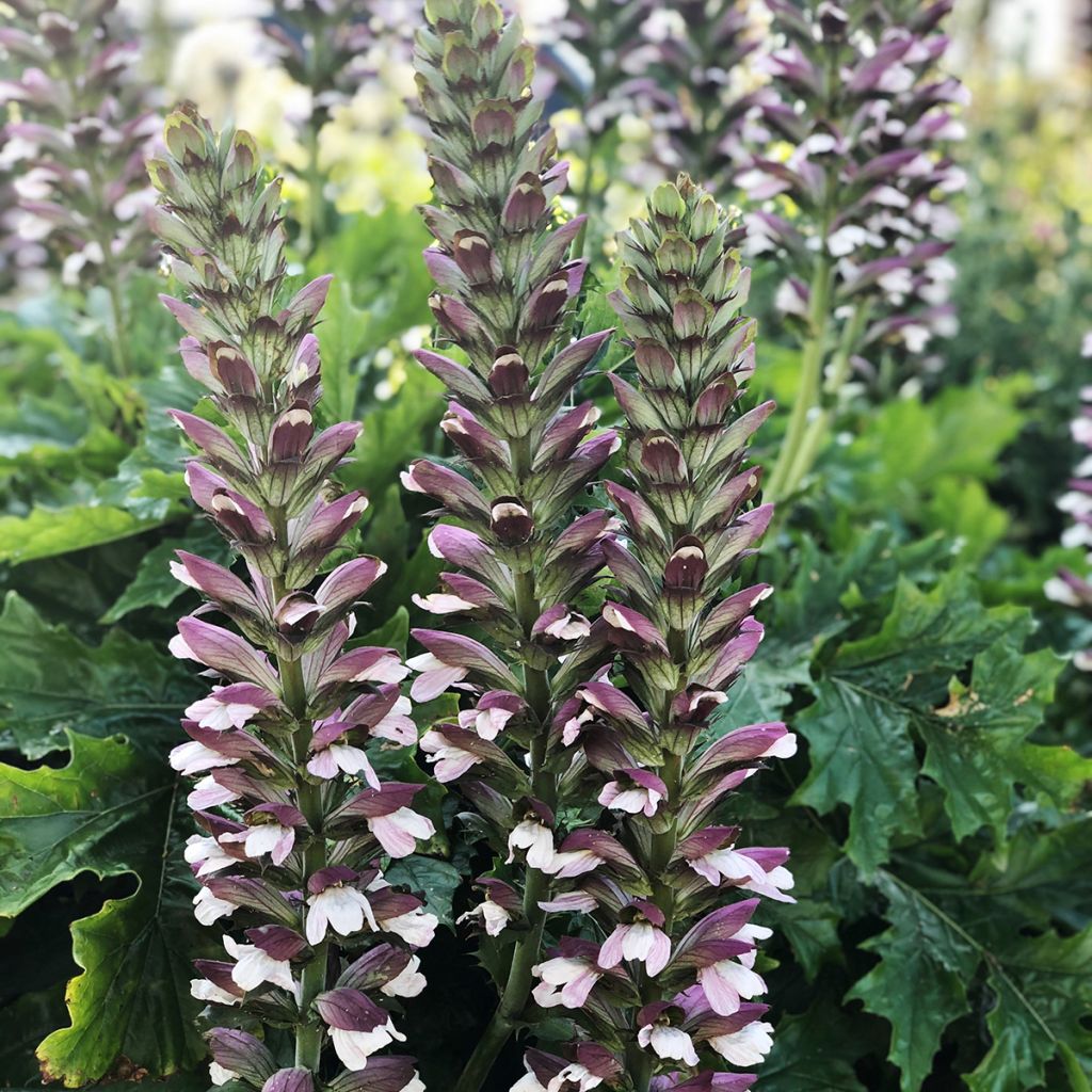 Acanthus hungaricus White Lips - Hongaarse berenklauw