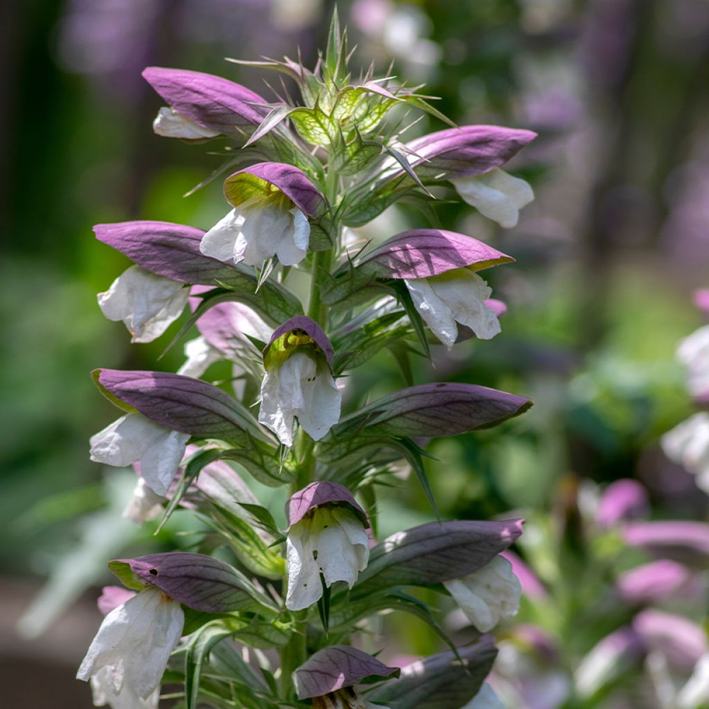 Acanthus hungaricus White Lips - Hongaarse berenklauw
