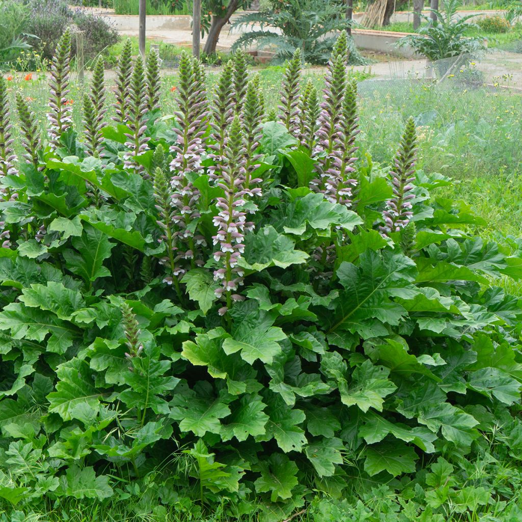 Acanthus mollis - Berenklauw