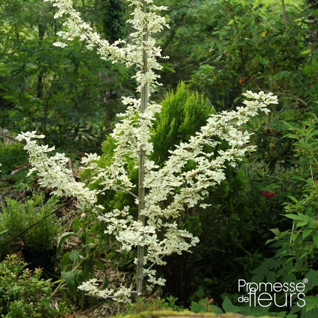 Erable champêtre - Acer campestre Carnival