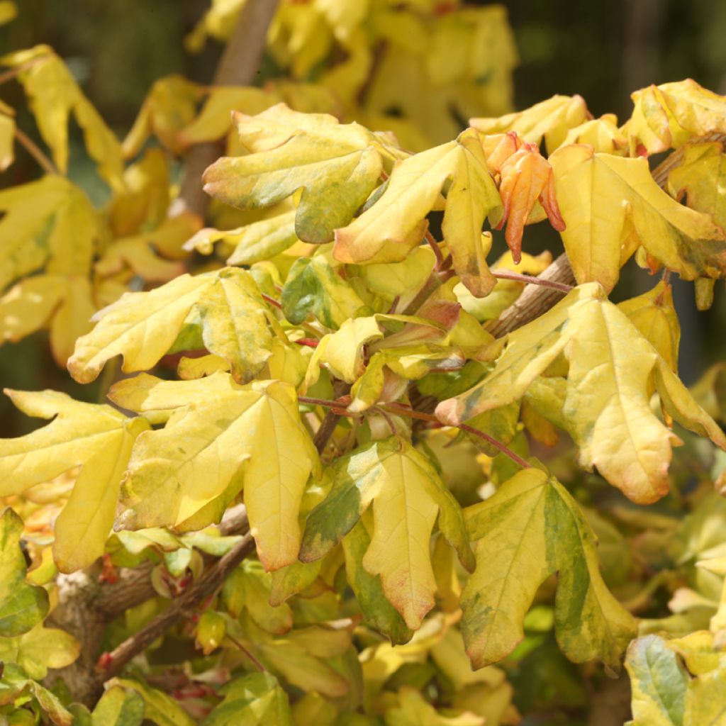 Acer campestre Magic Spring - Veldesdoorn