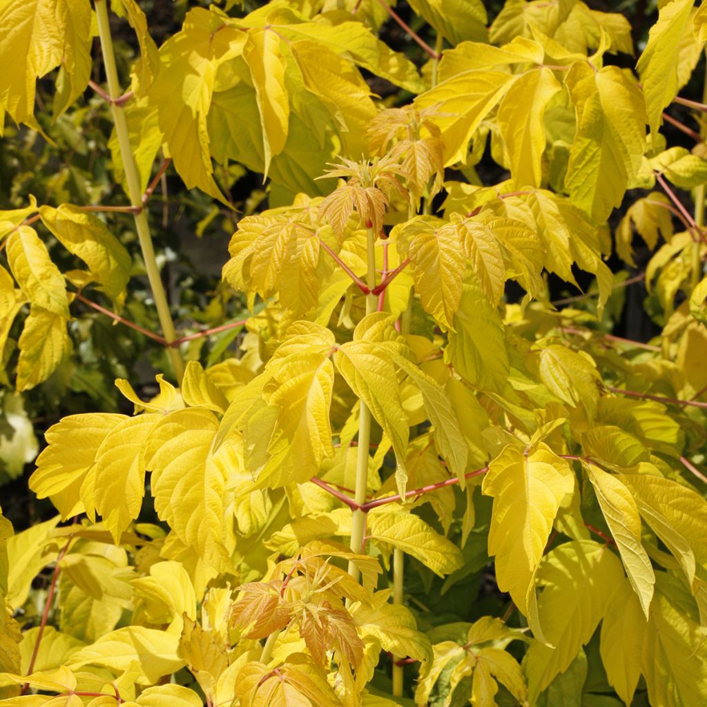 Acer negundo Auratum - Vederesdoorn