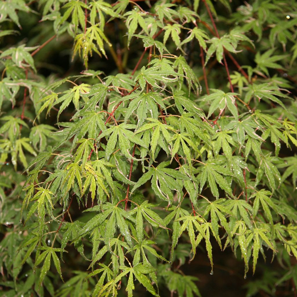 Acer palmatum Kagiri-nishiki Roseomargina - Japanse esdoorn