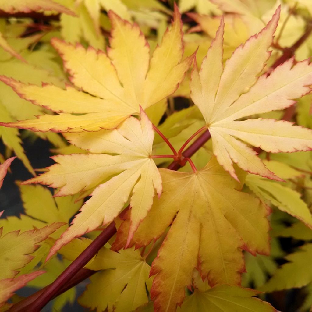 Acer palmatum Orange Dream - Japanse esdoorn
