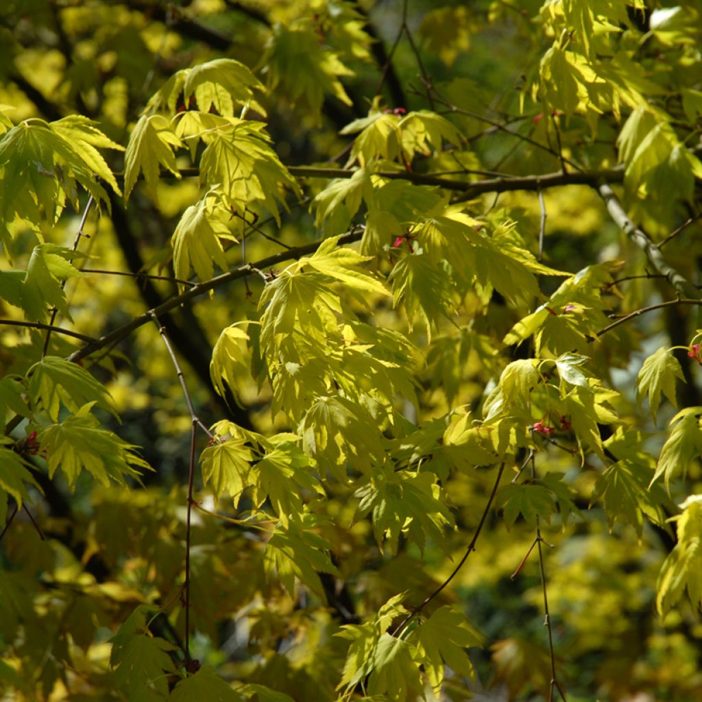 Acer palmatum Orange Dream - Japanse esdoorn