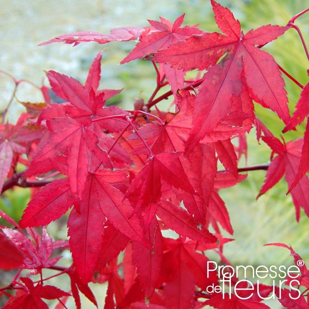 Acer palmatum Redwine - Japanse esdoorn