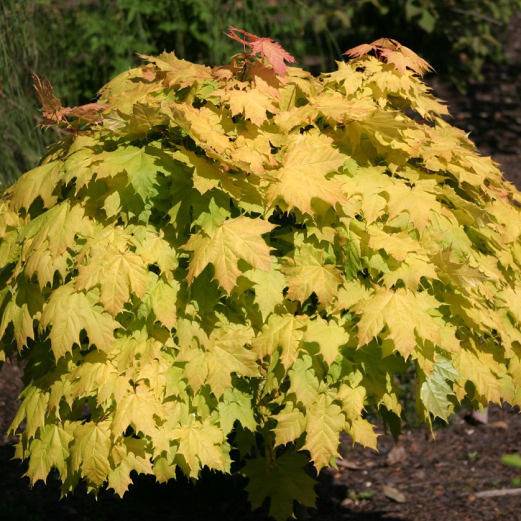Acer platanoides Golden Globe - Noorse esdoorn