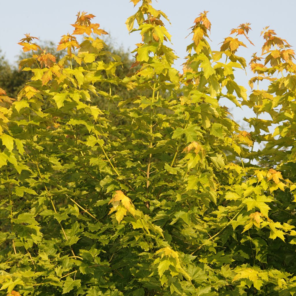 Acer platanoides Princeton Gold - Noorse esdoorn