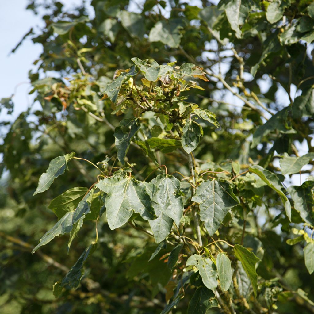Acer platanoides Stollii - Noorse esdoorn