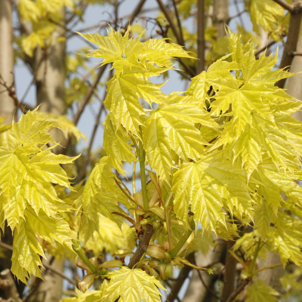 Acer platanoides Walderseei - Noorse esdoorn