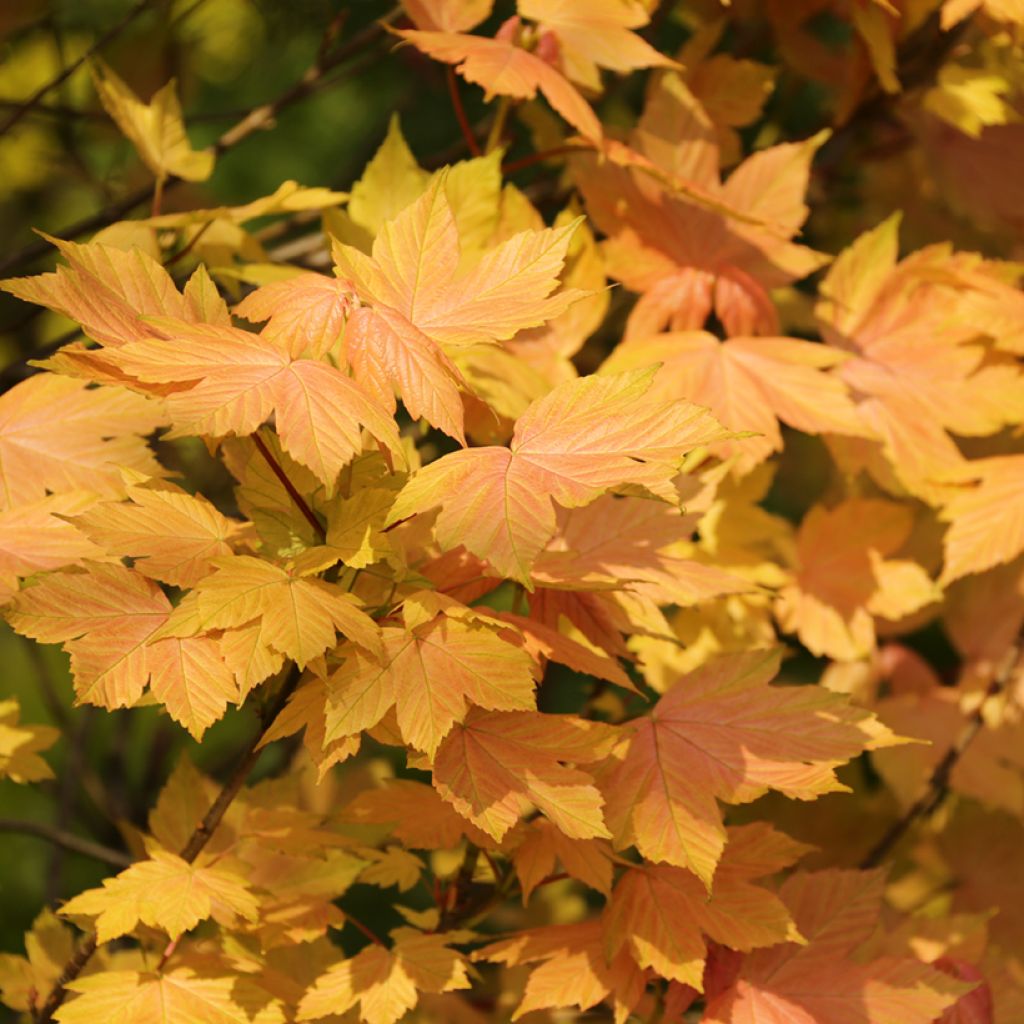 Acer pseudoplatanus Leats Cottage - Gewone esdoorn