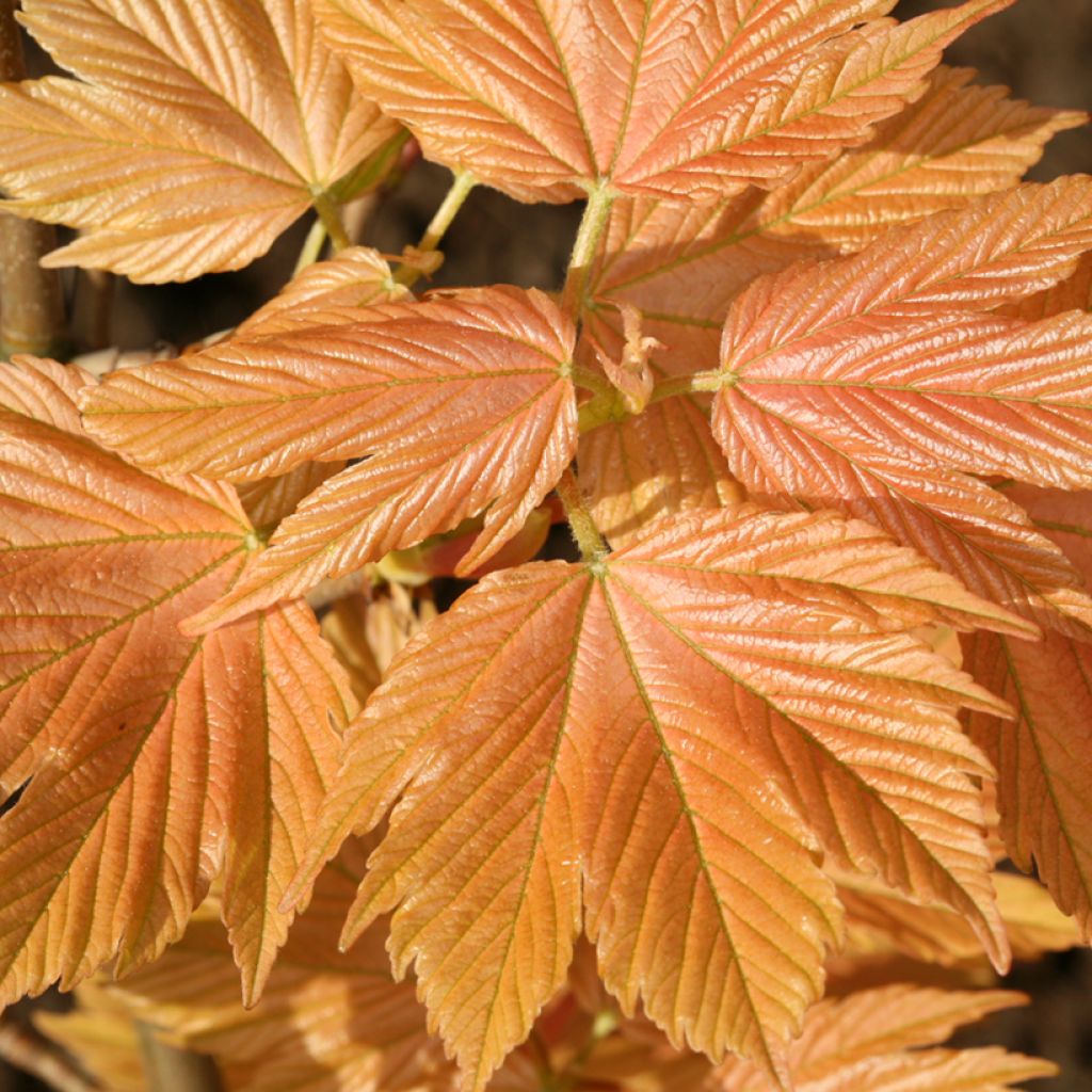 Acer pseudoplatanus Sunshine - Gewone esdoorn