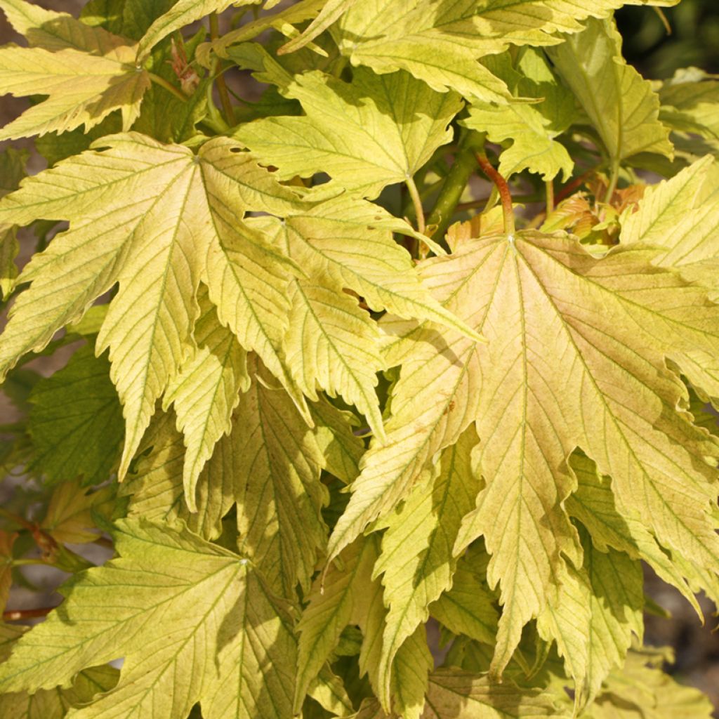 Acer pseudoplatanus Sunshine - Gewone esdoorn