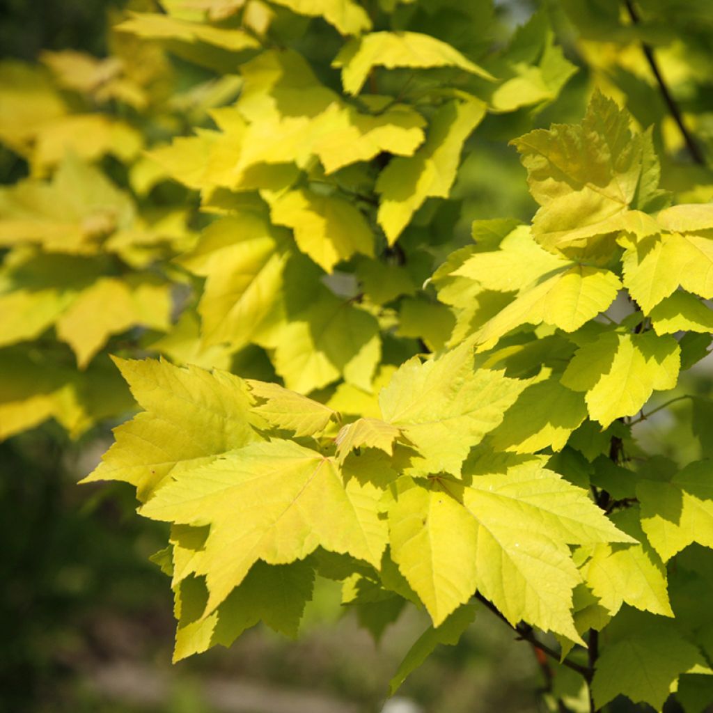 Acer rubrum Schocking Gold - Rode esdoorn