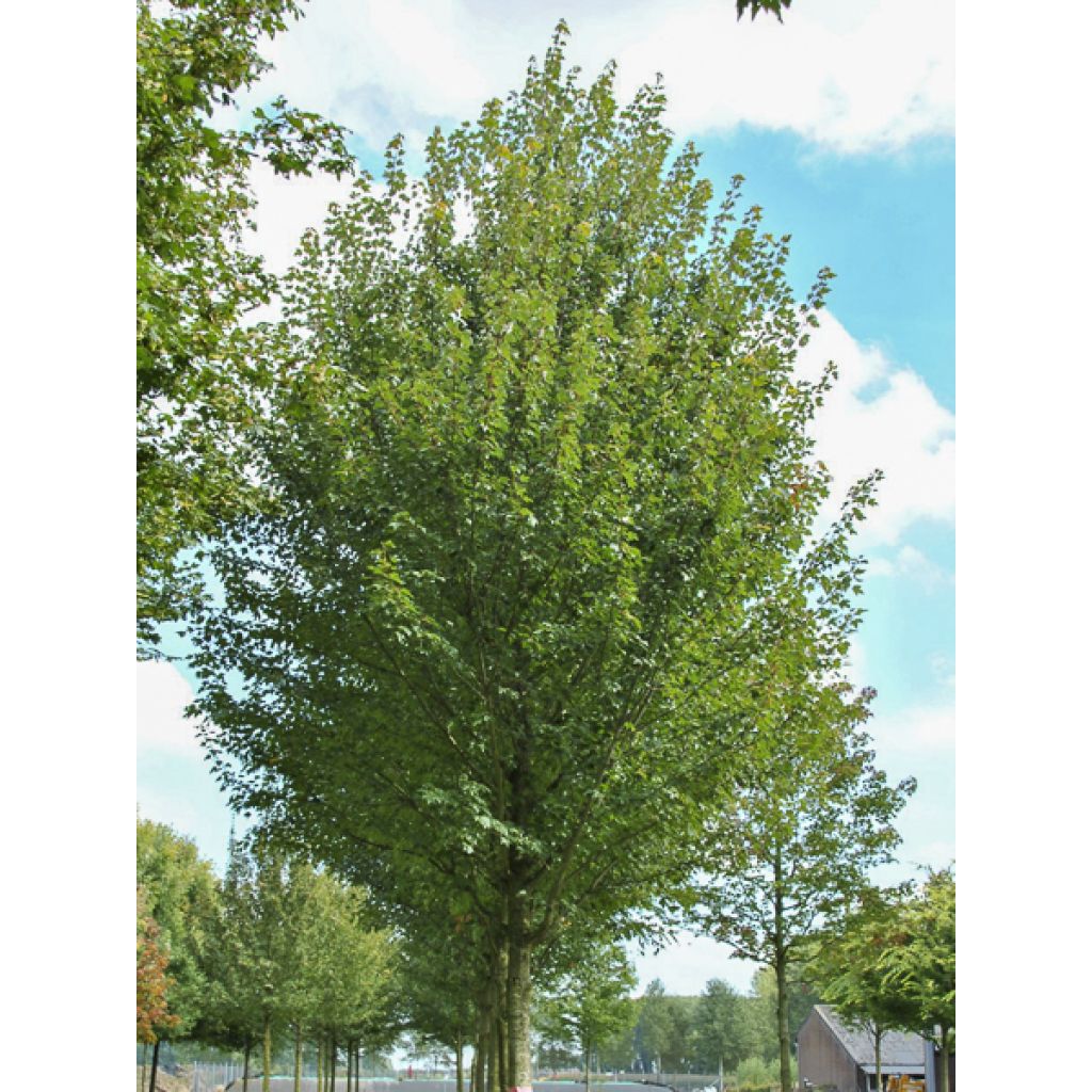 Acer rubrum Sun Valley - Rode esdoorn