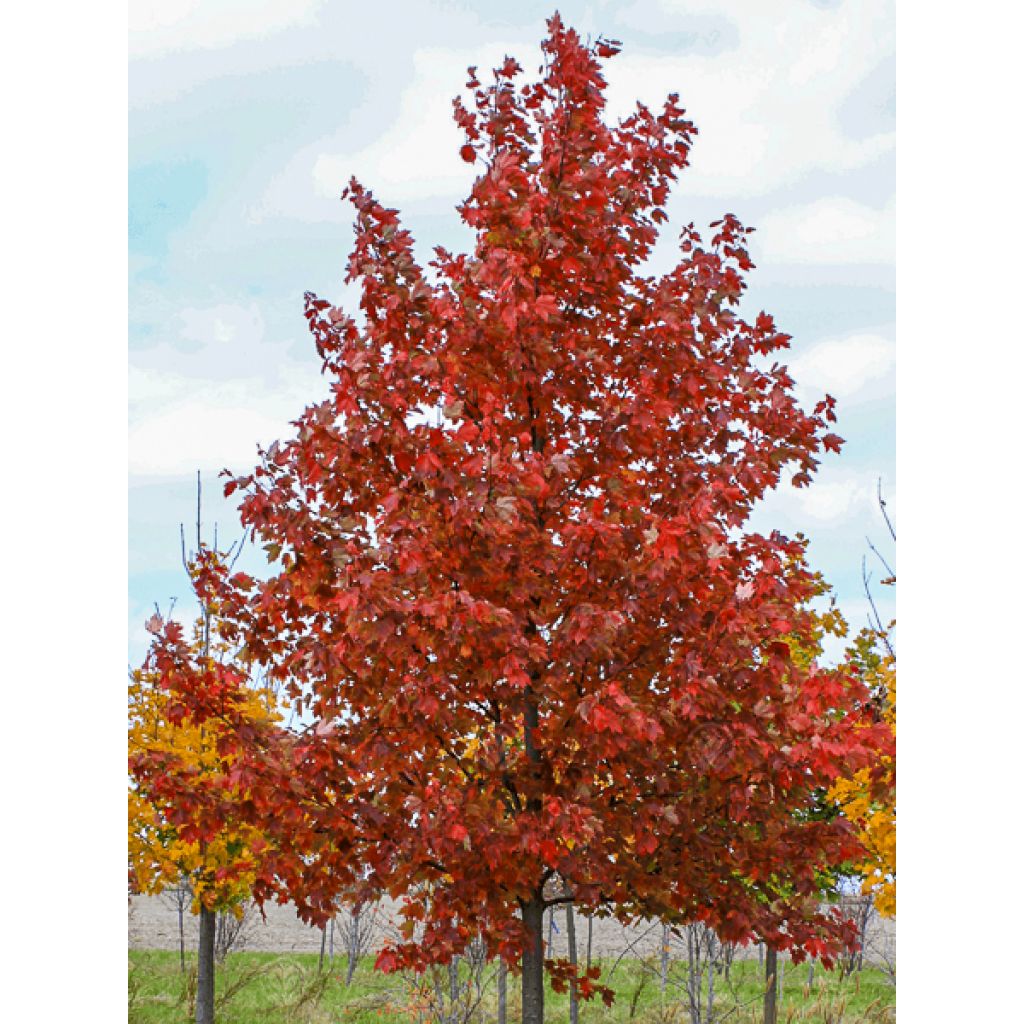 Acer rubrum Sun Valley - Rode esdoorn