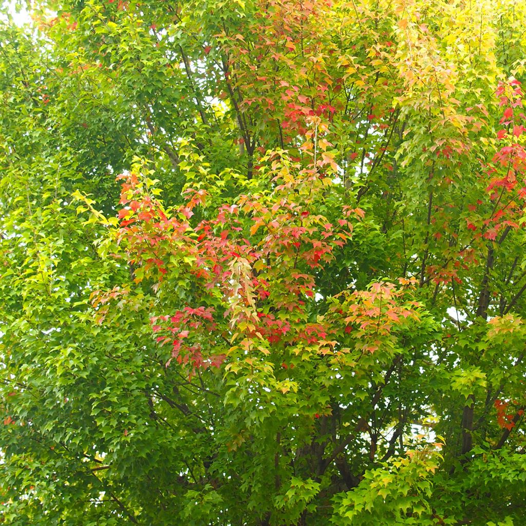 Graines d'Erable trident - Acer buergerianum