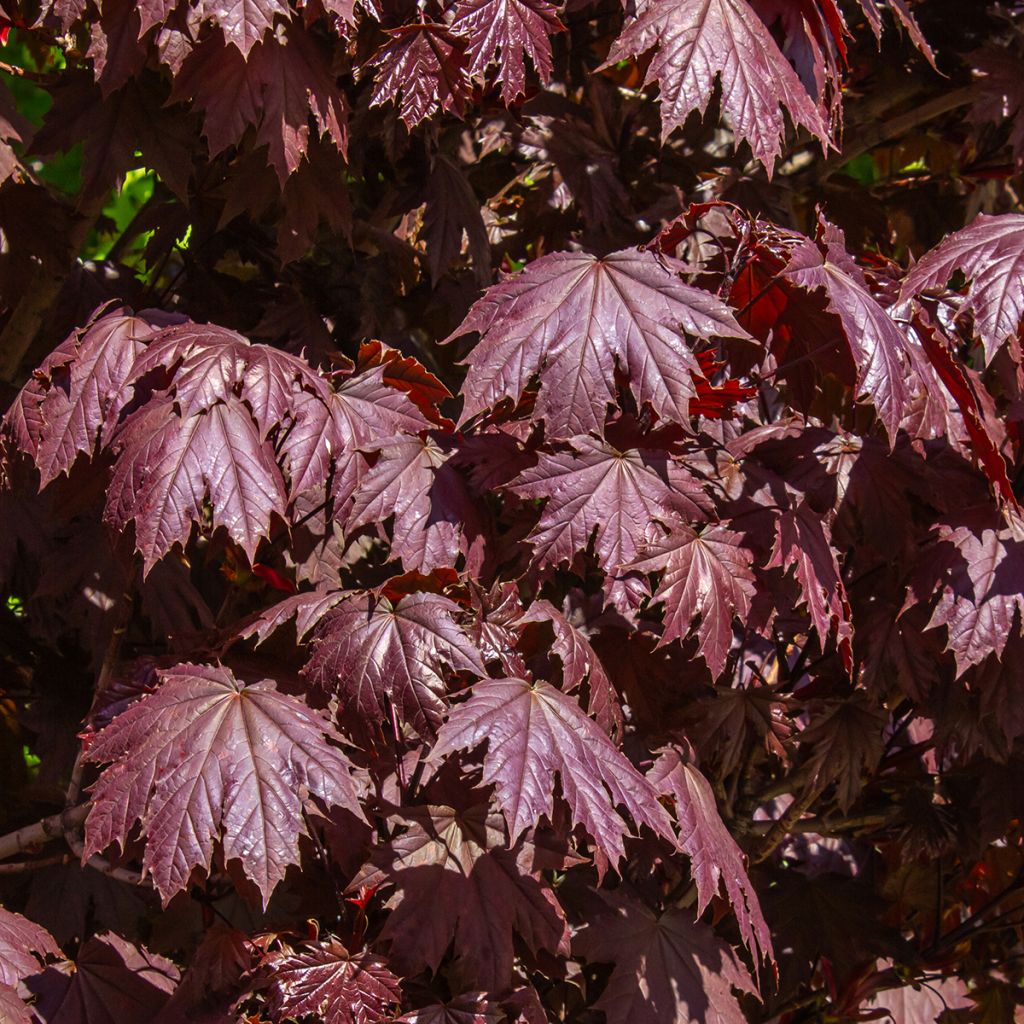 Acer platanoides Crimson Sentry - Noorse esdoorn