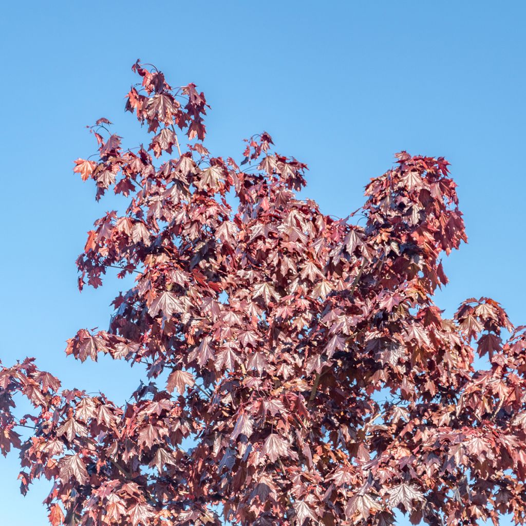 Acer platanoides Crimson Sentry - Noorse esdoorn
