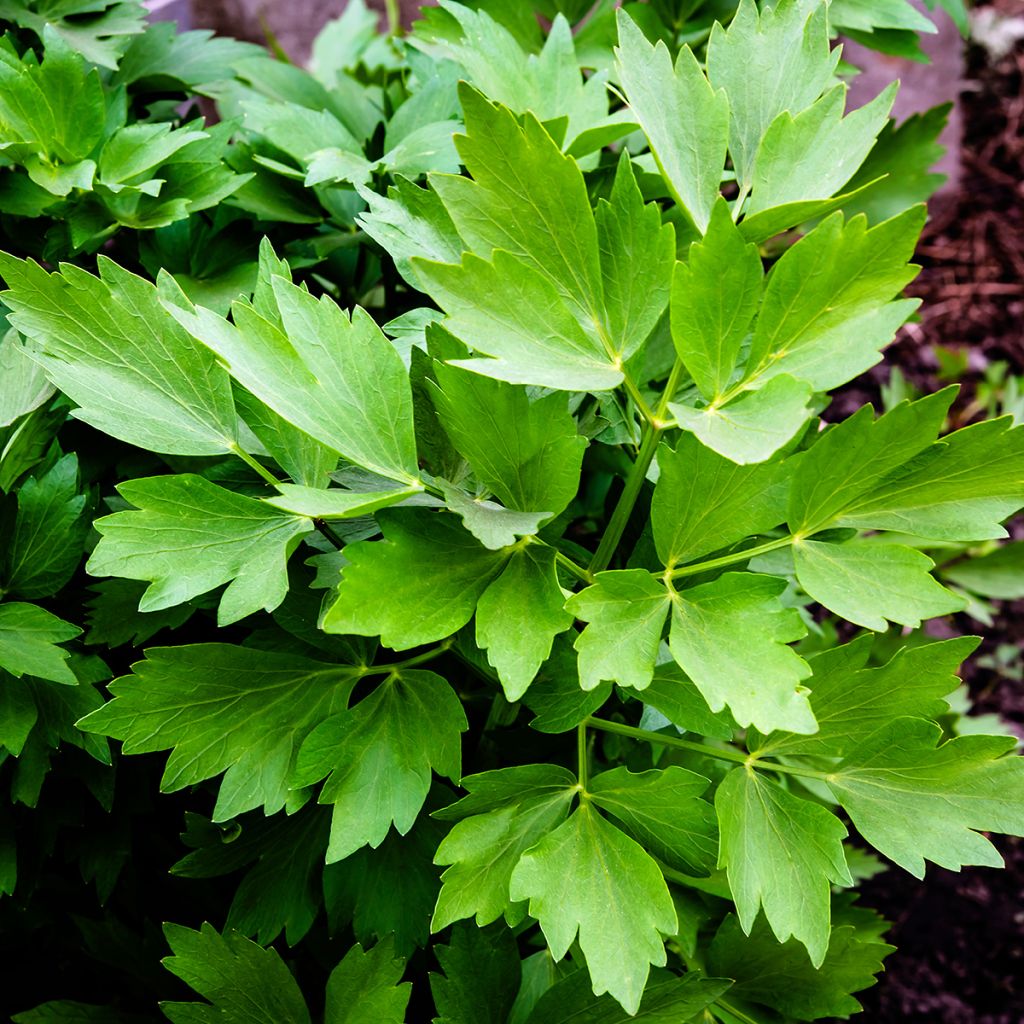 Levisticum officinale - Lavas