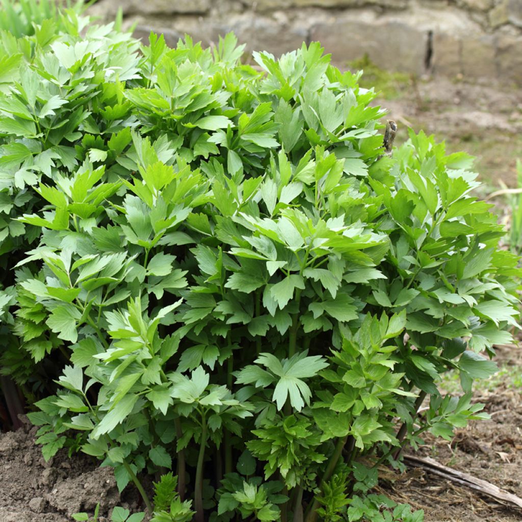 Levisticum officinale - Lavas