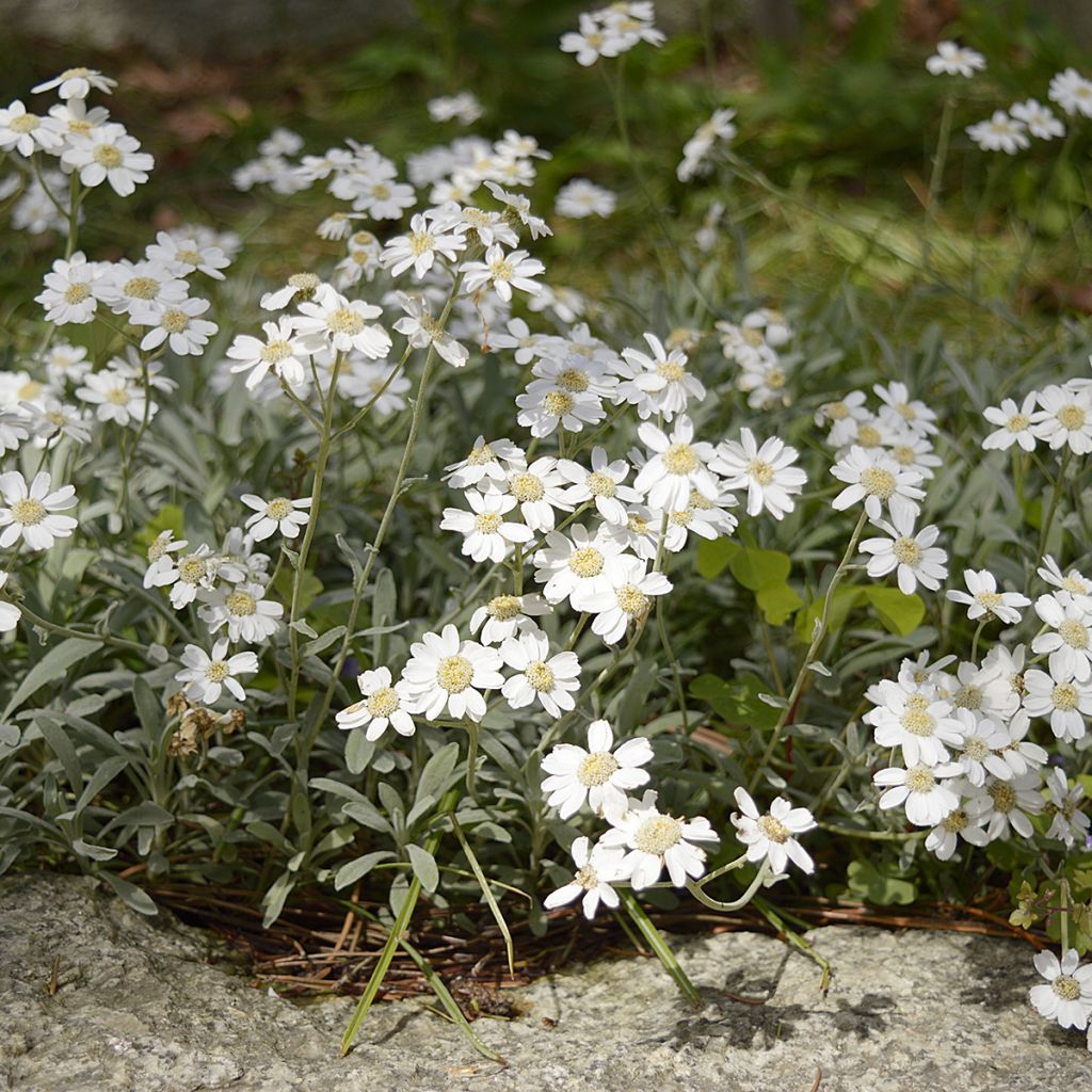 Achillea ageratifolia - Grieks duizendblad