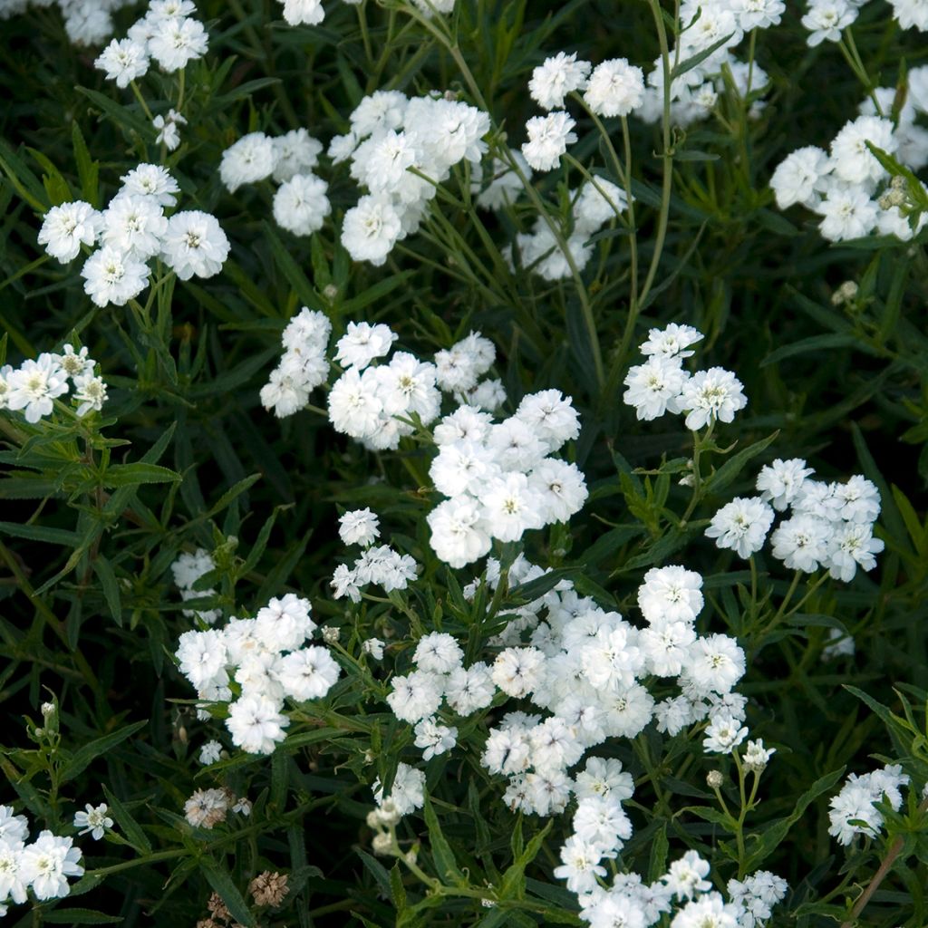 Achillea ptarmica Boule de Neige - Wilde bertram