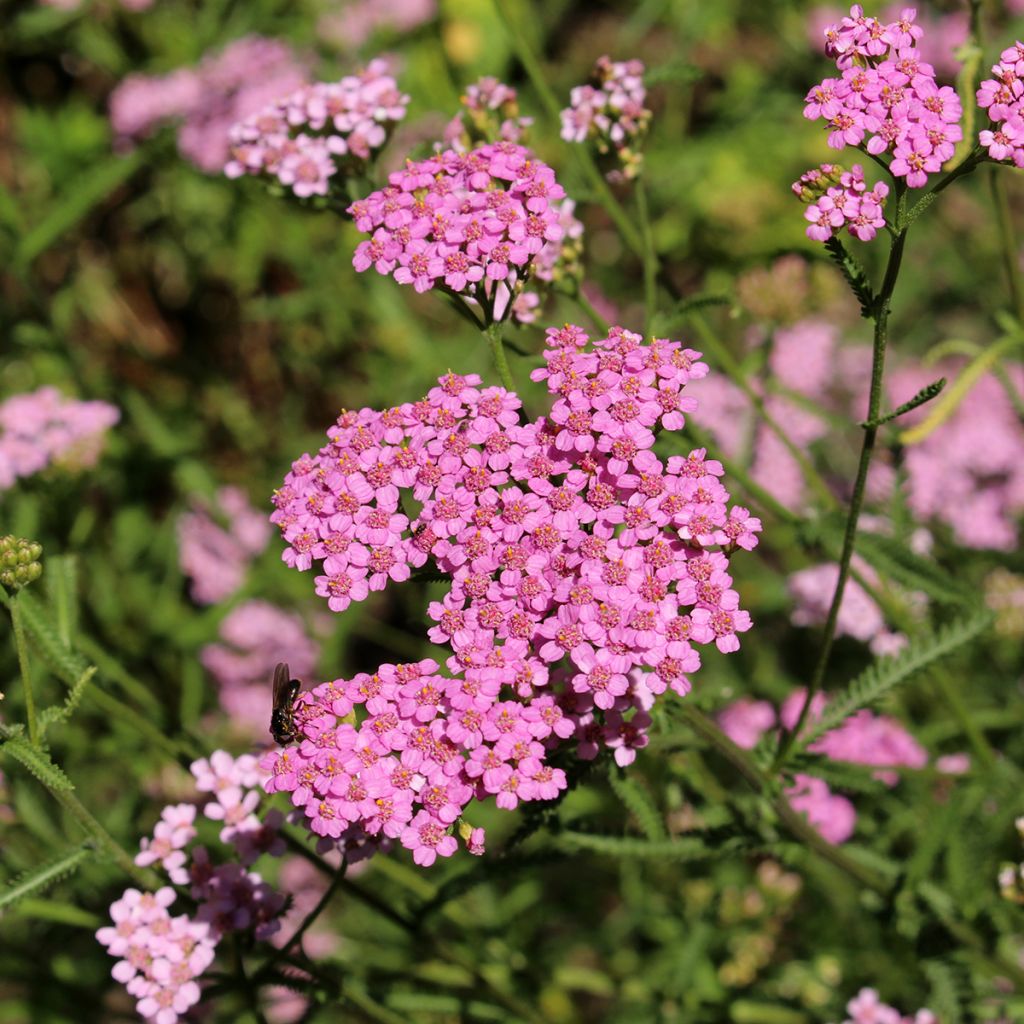 Achillea asplenifolia - Duizendblad