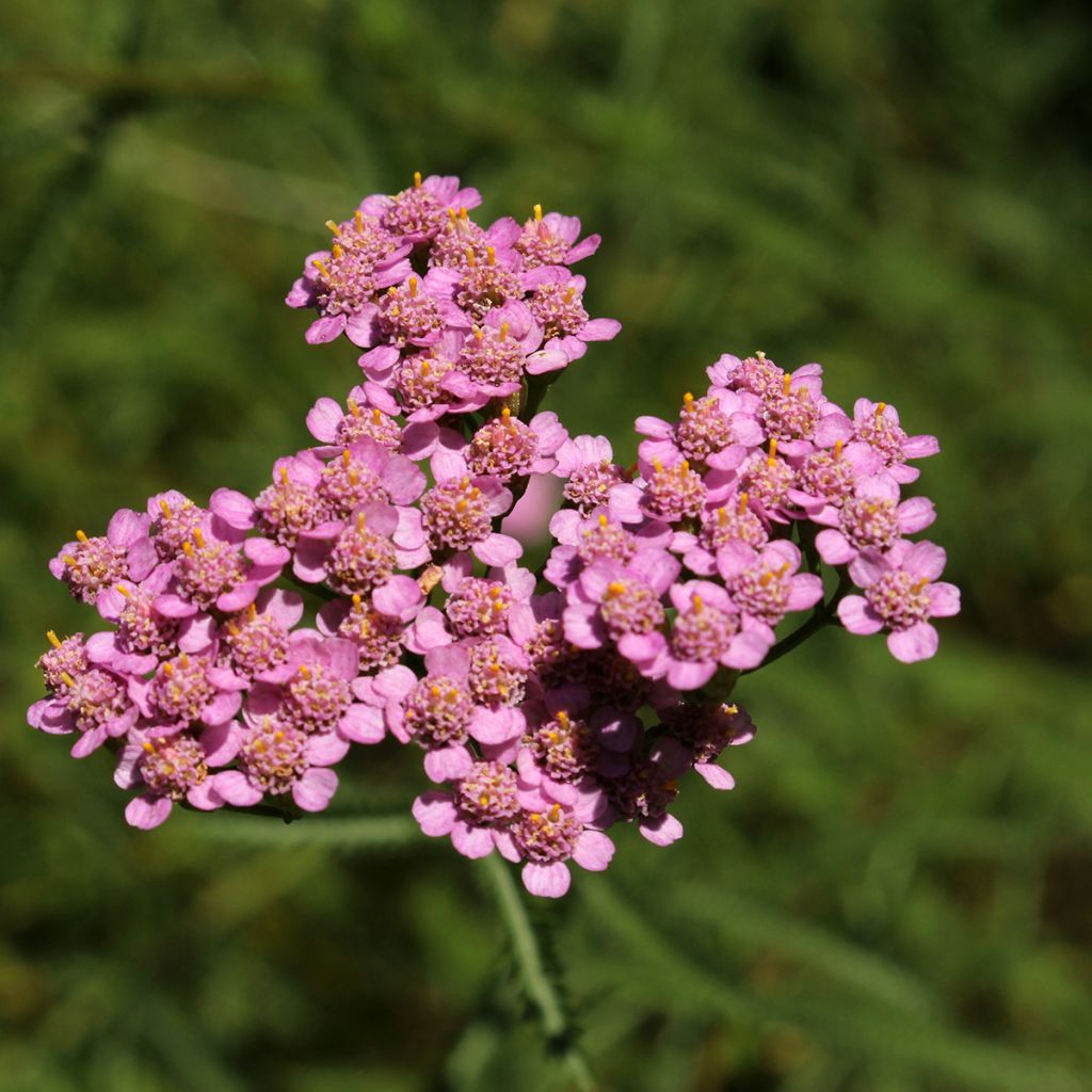Achillea asplenifolia - Duizendblad