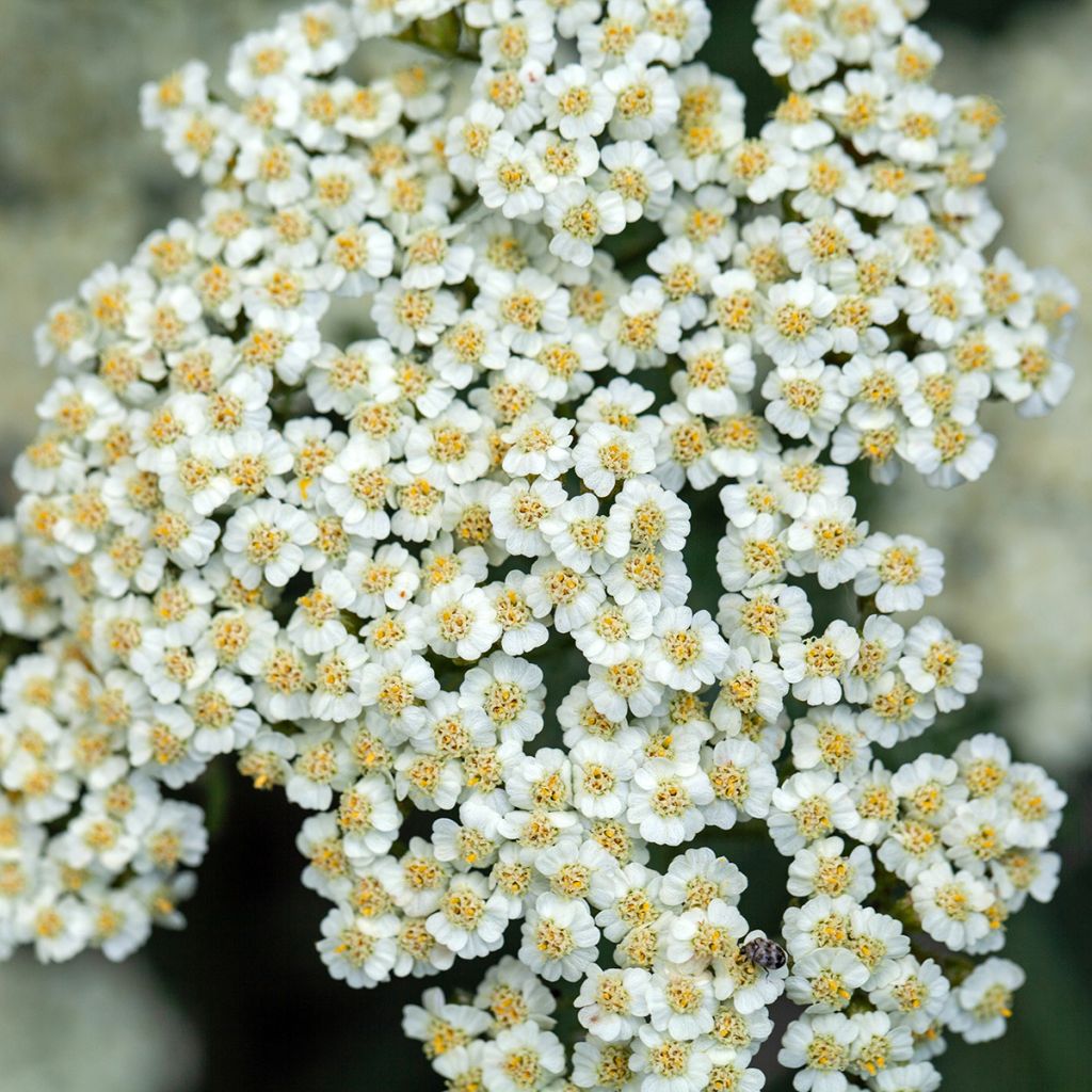 Achillea crithmifolia - Duizendblad