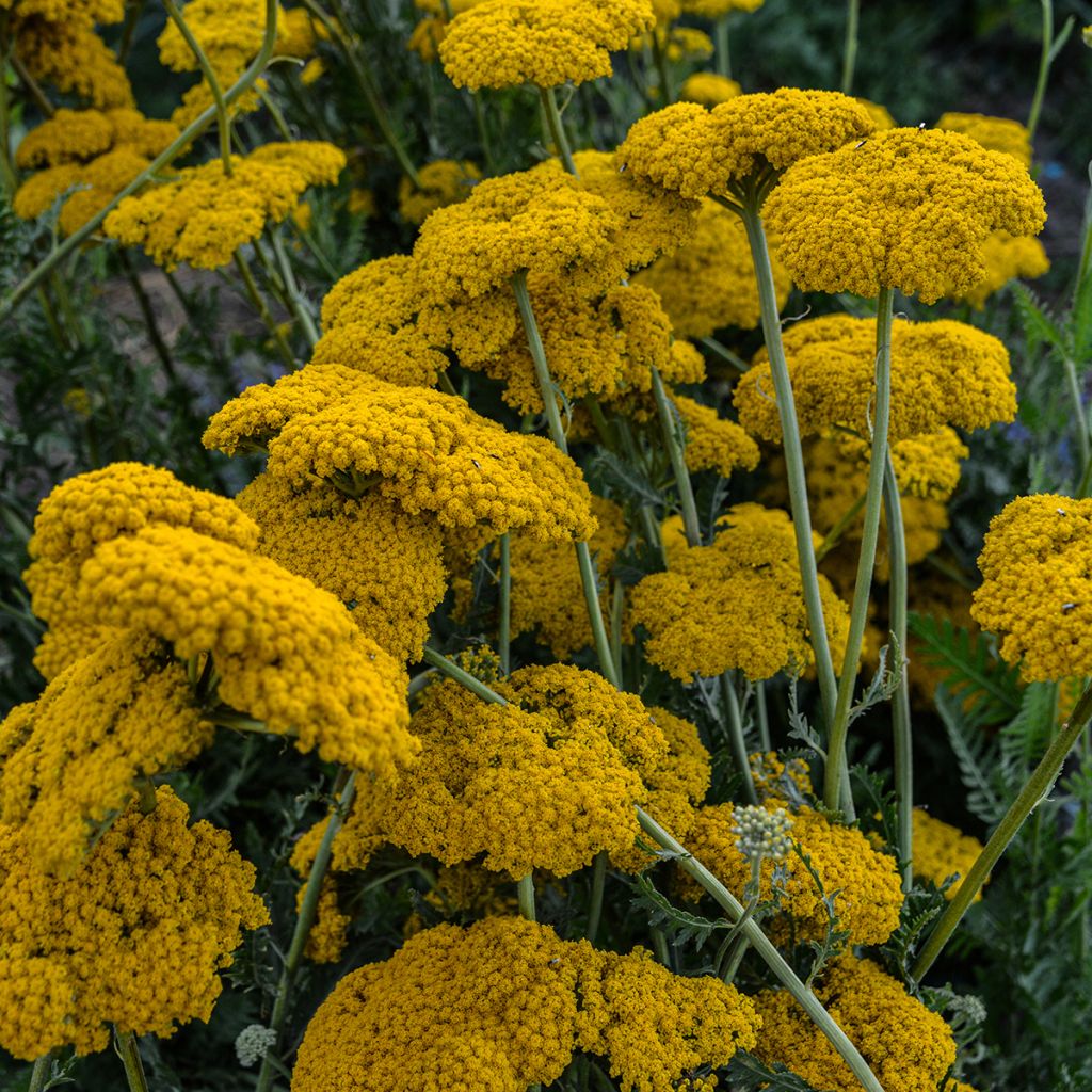 Achillea filipendulina Parker's Variety - Duizendblad