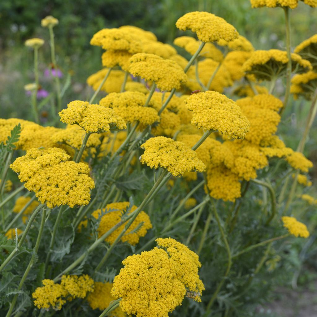 Achillea filipendulina Parker's Variety - Duizendblad