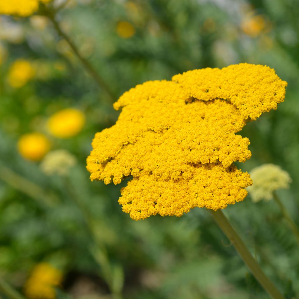 Achillea filipendulina Parker's Variety - Duizendblad