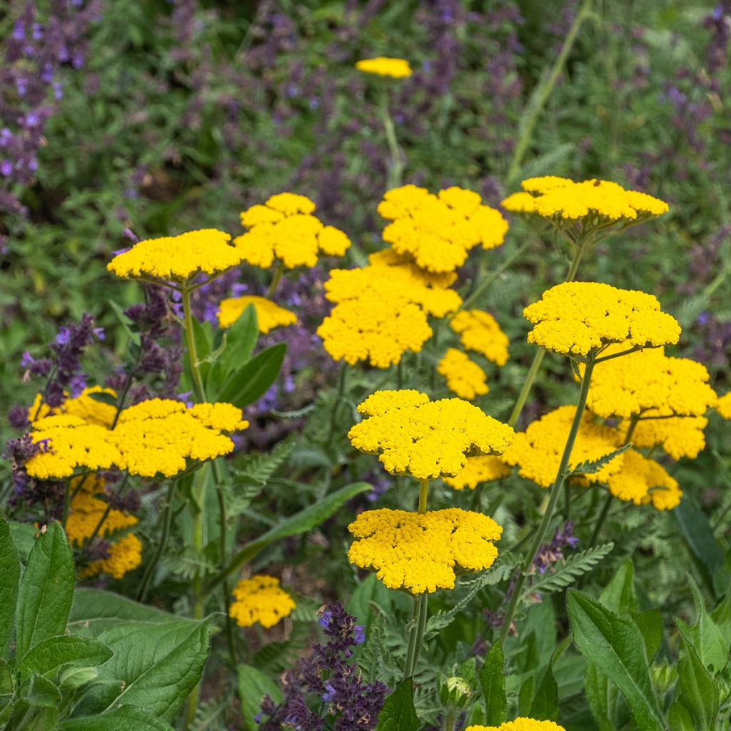 Achillea filipendulina Coronation Gold - Duizendblad